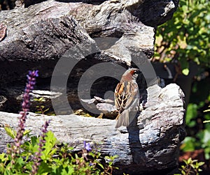 Little colorful house sparrow drinking water out of a wooden garden waterfountain in the summer