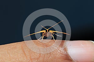 Little colorfull Isocentris file is moth on my finger ready to fly