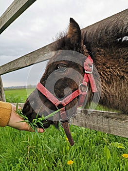 A little colt. Feed the horse with your hand. A beautiful brown colt eats grass.