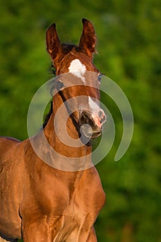 Little colt horse