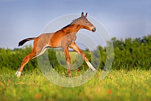 Little colt horse run