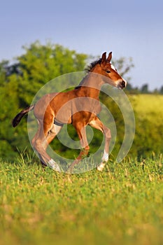 Little colt horse run
