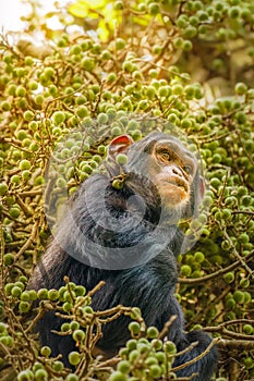 A little common Chimpanzee  Pan troglodytes schweinfurtii sitting in a tree eating, Kibale Forest National Park, Rwenzori Mounta