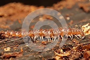 Little common flat-backed millipede