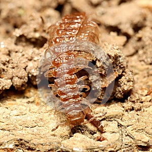 Little common flat-backed millipede