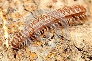 Little common flat-backed millipede