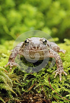 Little common midwife toad Alytes obstetricans