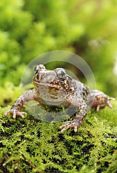 Little common midwife toad Alytes obstetricans