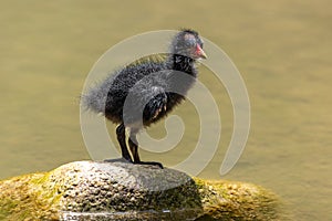 Little Common moorhen baby, Gallinula chloropus also known as the waterhen