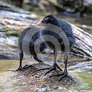 Little Common moorhen baby, Gallinula chloropus also known as the waterhen