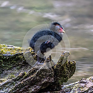 Little Common moorhen baby, Gallinula chloropus also known as the waterhen