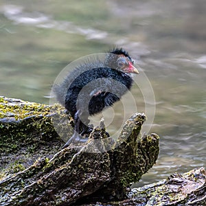 Little Common moorhen baby, Gallinula chloropus also known as the waterhen