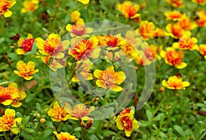 Little Common Purslane flowers