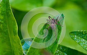 Little common spider in the garden