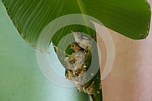 The little Common tailorbird shrieked as they saw their parents from the nest.