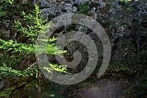 Little coniferous tree in light of sun grows near large geometric stone rock overgrown with green moss in shadow, big cliffs