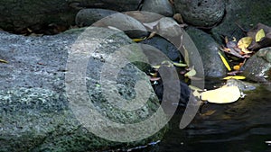 Little coot swimming and walking on a rock in South Bank Parklands in brisbane