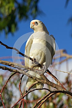 Little Corella