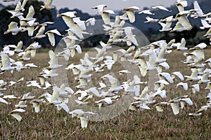 Little Corella