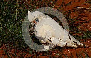 Little Corella