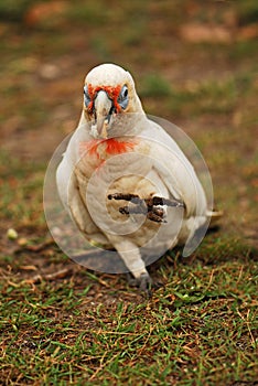 Little corella