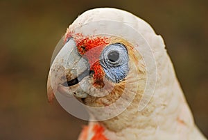 Little corella