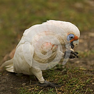 Little corella