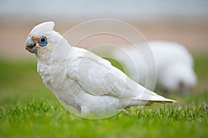 Little Corella