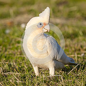 Little Corella