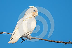 Little Corella