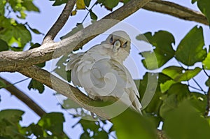 Little Corella Bird in Tree