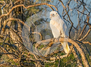 Little Corella on Branch