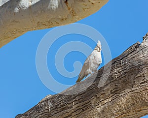 Little Corella on the branch of a coolabah tree