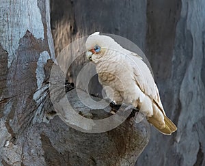 little corella (Cacatua sanguinea) photo