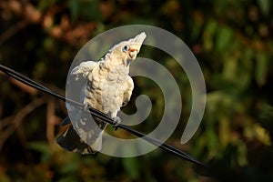 Little Corella - Cacatua sanguinea bird - feeding on the branch near Melbourne, Australia