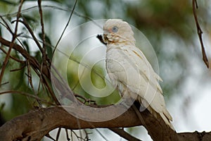 Little Corella - Cacatua sanguinea bird - feeding on the branch near Melbourne, Australia photo