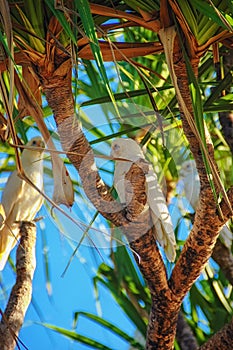 Little corella Cacatua sanguinea photo