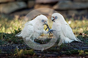 Little Corella - Cacatua sanguinea two birds - pair - feeding on the ground near Melbourne, Australia photo