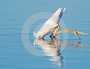 A Little Corella Drinking