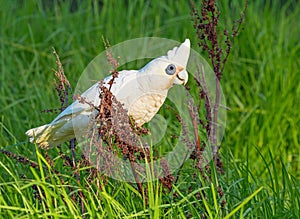 Little Corella Feeding