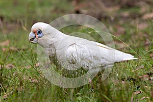 Little Corella