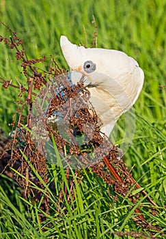 Little Corella Feeding on Seeds