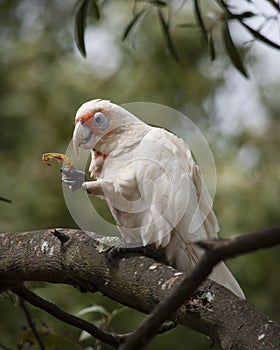 A little corella feeding in a tree