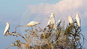 Little Corella Group on a Tree