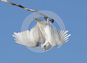 Little corella hanging up side down