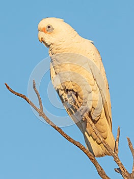 Little Corella Perched on a Branch