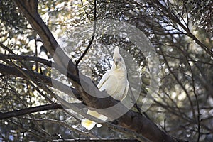 Little Corella - white australian cockatoo