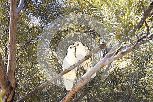 Little Corella - white australian cockatoos sitting on the tree