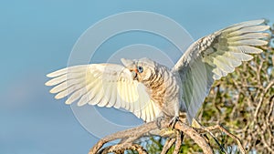 Little Corella With Wings Outstretched