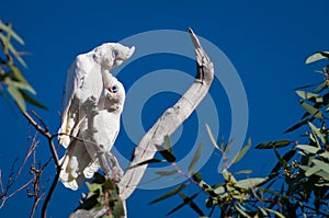 Little Corellas